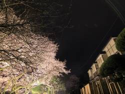 をりから前の桜並木も綺麗です。夜は22時頃までライトアップをいたしております。