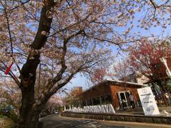 café & shop KiHaKo「嬉箱」桜が見頃です！お花見しながらランチはいかがですか♪