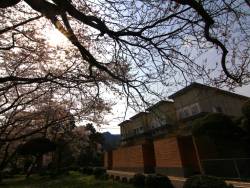 『別邸をりから』前の桜も見事に花開きました☆プライベート空間で桜もお楽しみください。