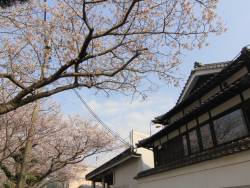 『吉田屋』前の桜。川側客室はお部屋から花見が楽しめます。のんびりお部屋で夜桜鑑賞はいかがでしょうか。