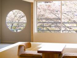 【客室：葵】お部屋の窓からも一面に桜を見ることができます。まるで窓辺の絵画のよう…。