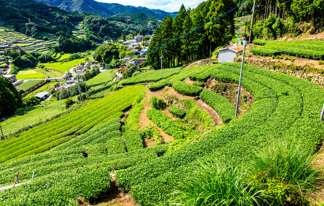 嬉野茶畑