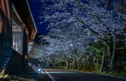 旅館吉田屋前の桜「湯野田大橋桜並木」
