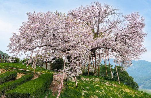 納戸料の百年桜