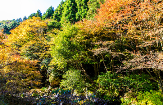春日渓谷の紅葉